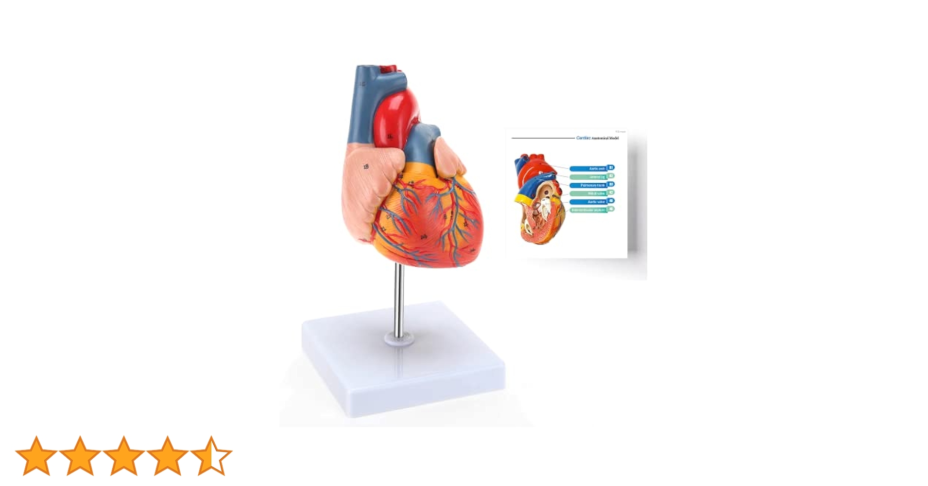 Amazon.co.jp: RONTEN 心臓模型、 1:1実物大 心臓解剖モデル【2